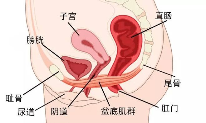 被误解的「哑铃」(图1)