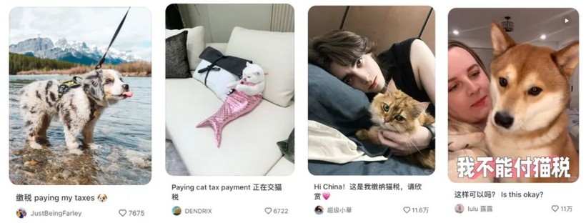 流浪狗入职海俪恩  品牌们的 猫狗税 有多萌IM电竞入口(图1)